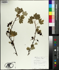 Ribes odoratum image