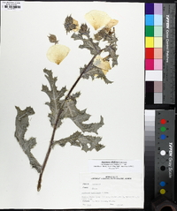 Argemone albiflora var. texana image