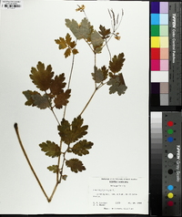 Chelidonium majus image