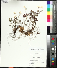 Oxalis colorea image