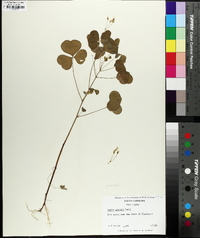 Oxalis grandis image