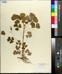 Oxalis illinoensis image