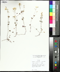 Oxalis colorea image