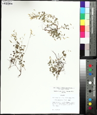 Oxalis colorea image