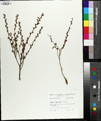 Epifagus virginiana image