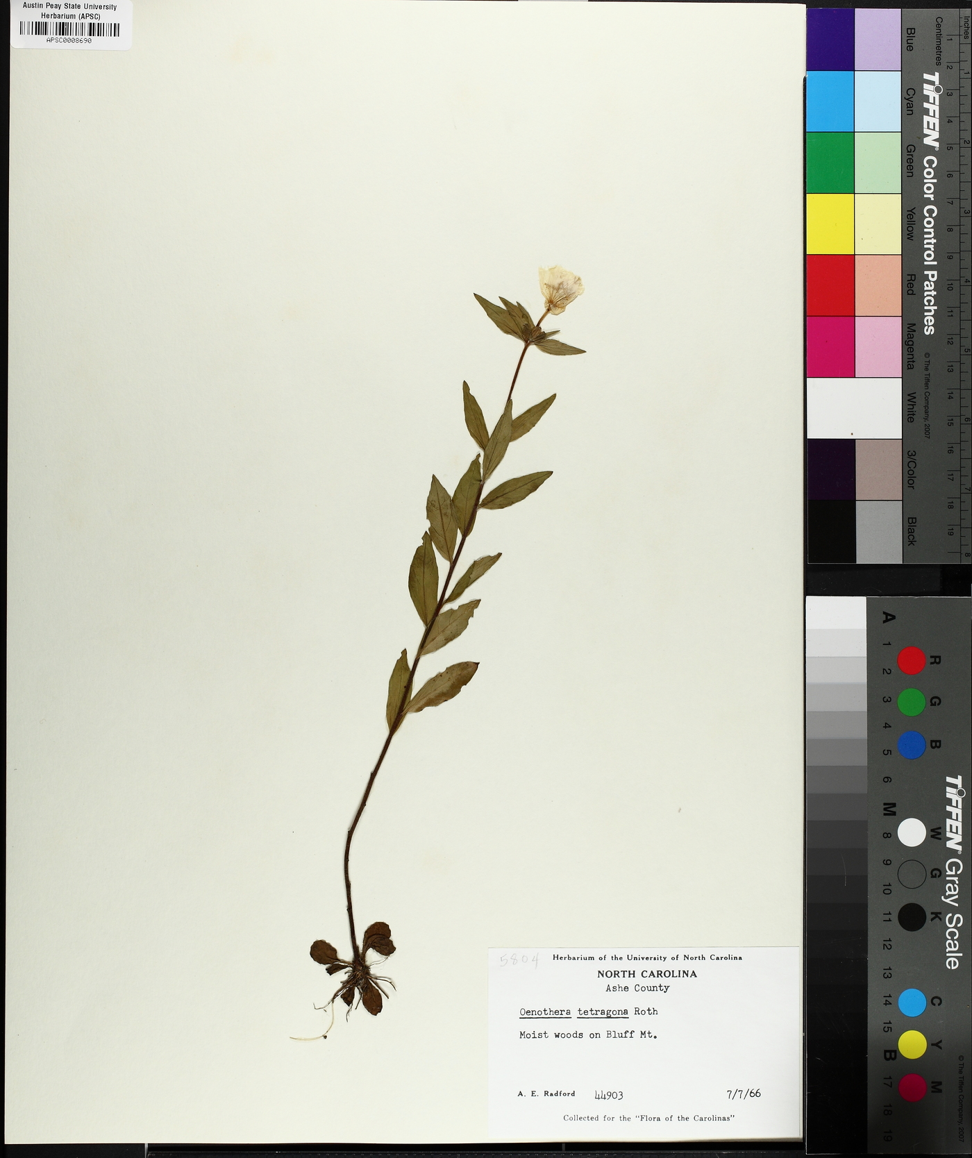 Oenothera tetragona var. hybrida image