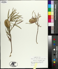 Oenothera macrocarpa image