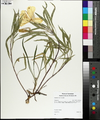 Oenothera macrocarpa image