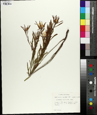 Oenothera serrulata image