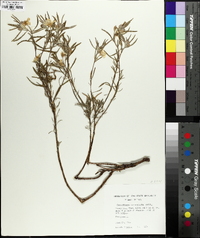 Oenothera serrulata image