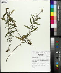 Oenothera tetragona image