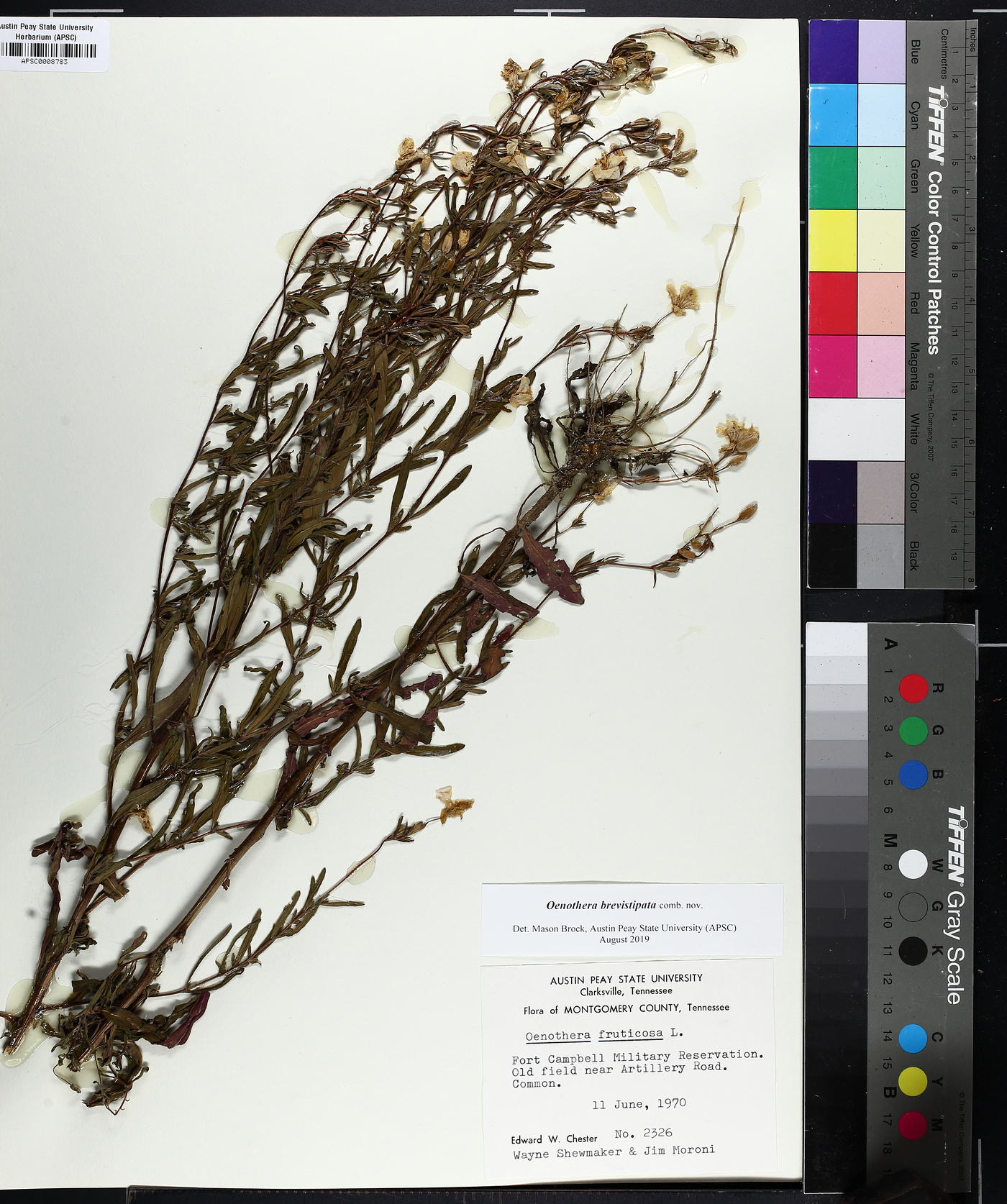 Oenothera tetragona image