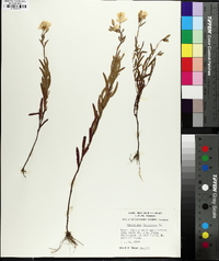 Oenothera tetragona var. brevistipata image