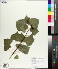 Populus deltoides subsp. monilifera image