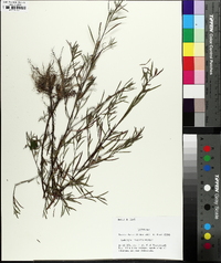 Ludwigia linearis image