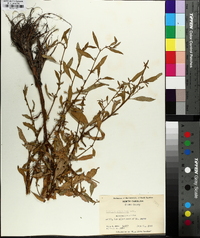 Ludwigia glandulosa image