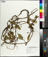 Ludwigia peploides image