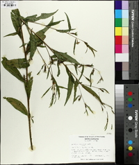 Ludwigia decurrens image