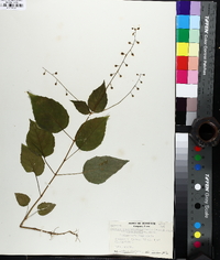 Circaea canadensis image