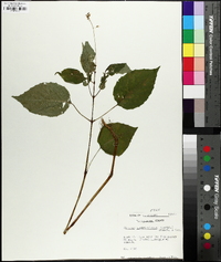 Circaea canadensis image