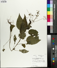 Circaea canadensis image