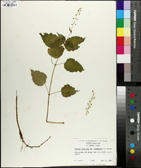 Circaea canadensis image