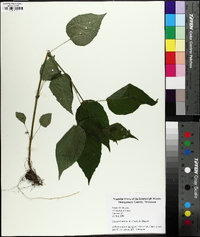 Circaea canadensis image