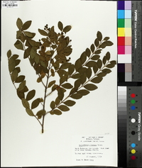 Ligustrum sinense image