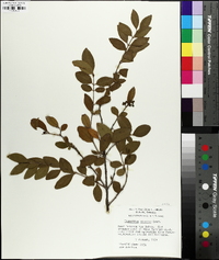 Ligustrum sinense image