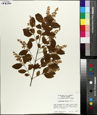 Ligustrum sinense image