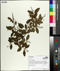 Ligustrum sinense image