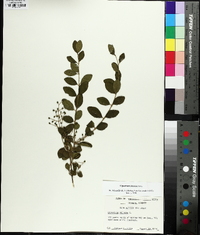 Ligustrum sinense image