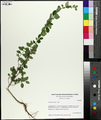 Ligustrum sinense image