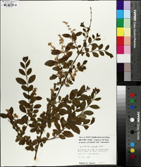 Ligustrum sinense image