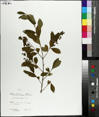 Ligustrum sinense image