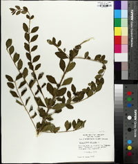 Ligustrum sinense image