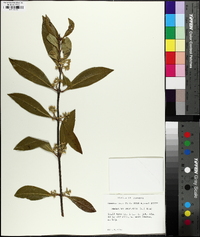 Osmanthus americanus image