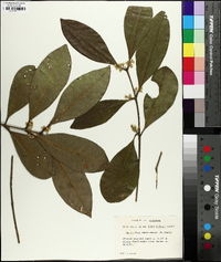 Osmanthus americanus image