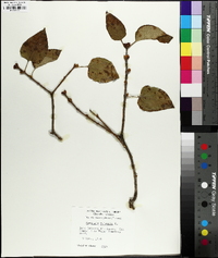 Syringa vulgaris image