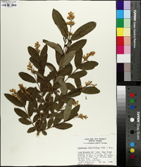 Ligustrum obtusifolium image