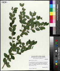 Ligustrum sinense image