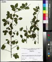 Ligustrum sinense image