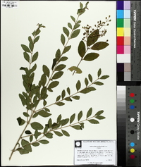 Ligustrum sinense image