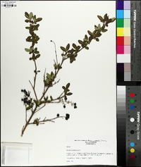 Ligustrum sinense image