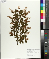 Ligustrum sinense image