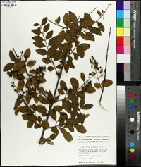 Ligustrum sinense image