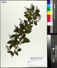 Ligustrum sinense image