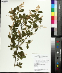 Ligustrum sinense image