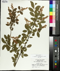 Ligustrum sinense image