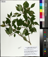 Forestiera acuminata image